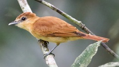 Pachyramphus cinnamomeus