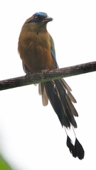 Momotus subrufescens