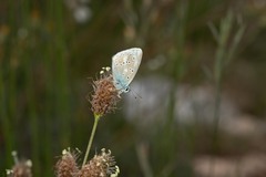 Polyommatus dorylas