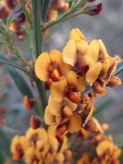Daviesia leptophylla