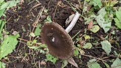 Amanita vaginata