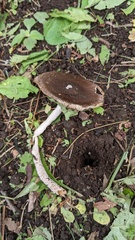Amanita vaginata