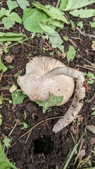 Amanita vaginata