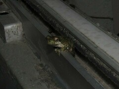 Dendropsophus microps