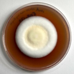 Lecanicillium saksenae