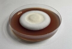 Lecanicillium saksenae