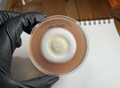 Lecanicillium saksenae