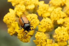 Cryptocephalus rugicollis