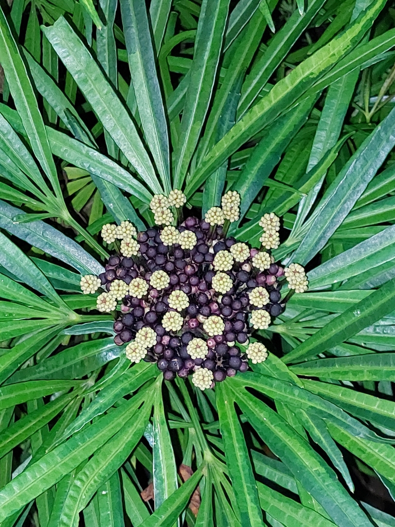 Osmoxylon lineare, Nyuh Tebel, Manggis, Karangasem Regency, Bali, Indonesia