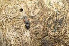 Cardiophorus biguttatus