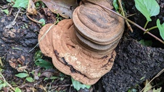 Ganoderma applanatum