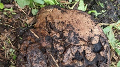 Ganoderma applanatum