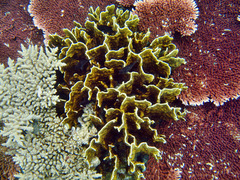 Millepora platyphylla image