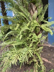 Nephrolepis exaltata