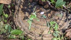 Ganoderma applanatum