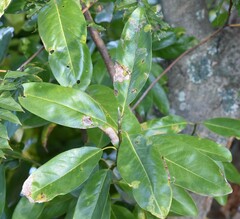 Phyllocnistis magnoliella