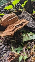 Ganoderma applanatum