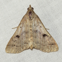 Bleptina caradrinalis