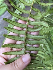 Nephrolepis exaltata