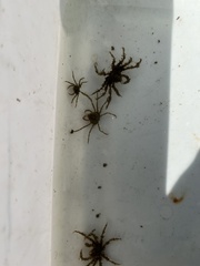 Pyromaia tuberculata