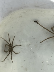 Pyromaia tuberculata