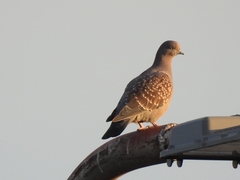 Patagioenas maculosa