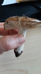 Russula fragilis