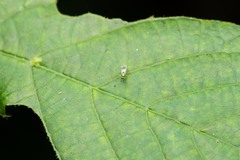 Chrysocharis
