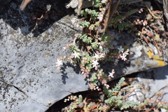Sedum potosinum
