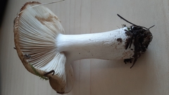 Russula fragilis