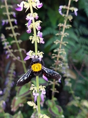 Xylocopa aestuans