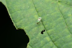 Chrysocharis