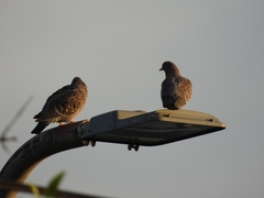 Patagioenas maculosa