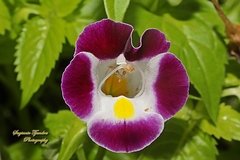 Torenia fournieri