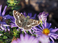Burnsius communis