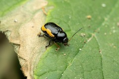 Cryptocephalus stragula