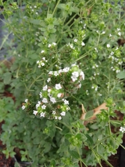 Lippia graveolens