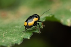 Cryptocephalus stragula