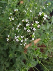 Lippia graveolens