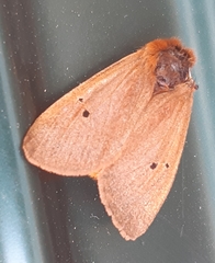 Phragmatobia