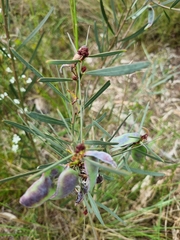 Acacia suaveolens