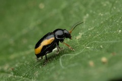 Cryptocephalus stragula