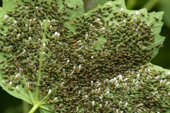 Chrysocharis