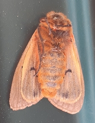 Phragmatobia