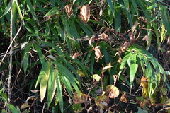 Pseudosasa japonica