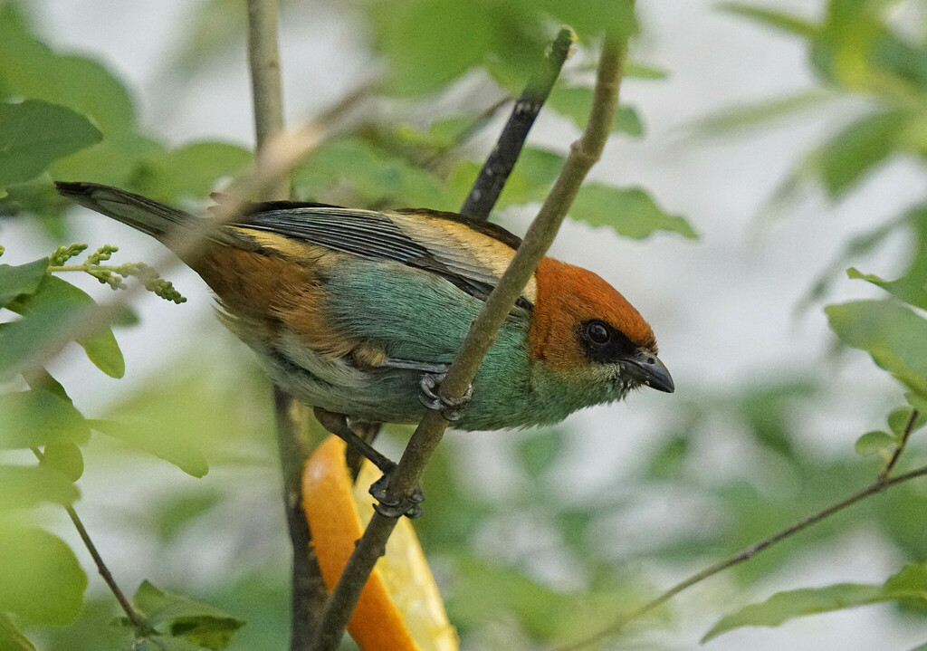 Stilpnia Tanagers