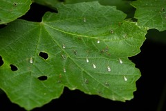Chrysocharis