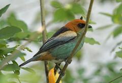 Stilpnia peruviana