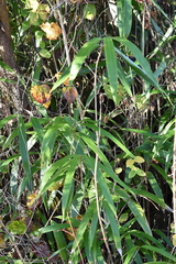 Pseudosasa japonica