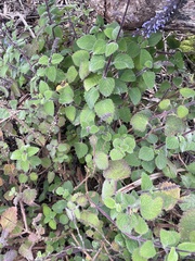 Coleus